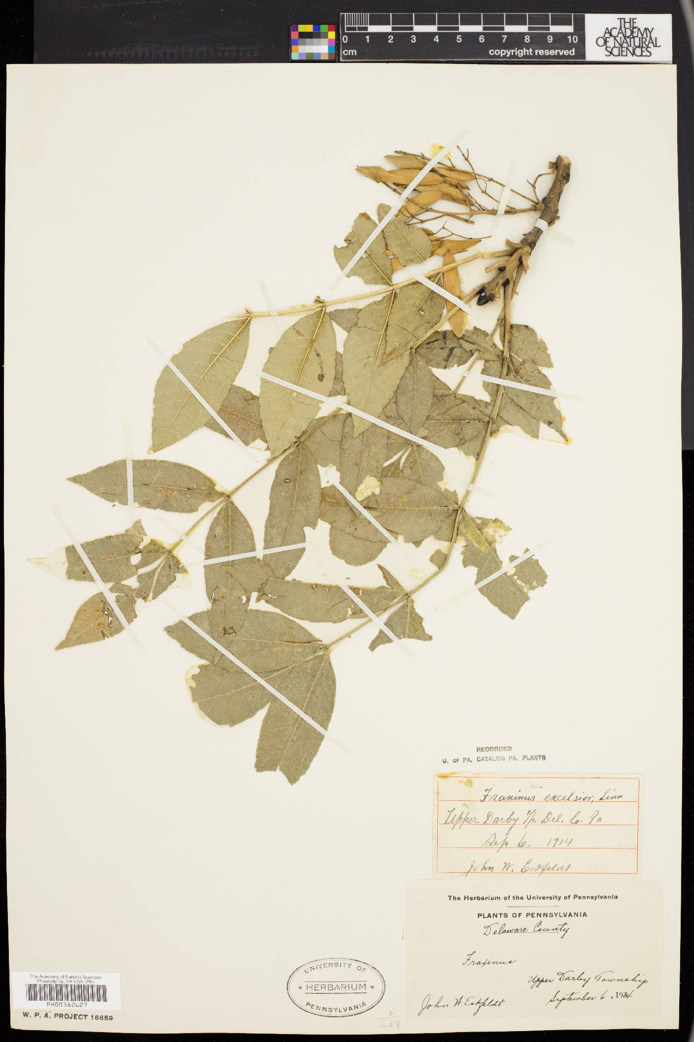 Fraxinus excelsior image