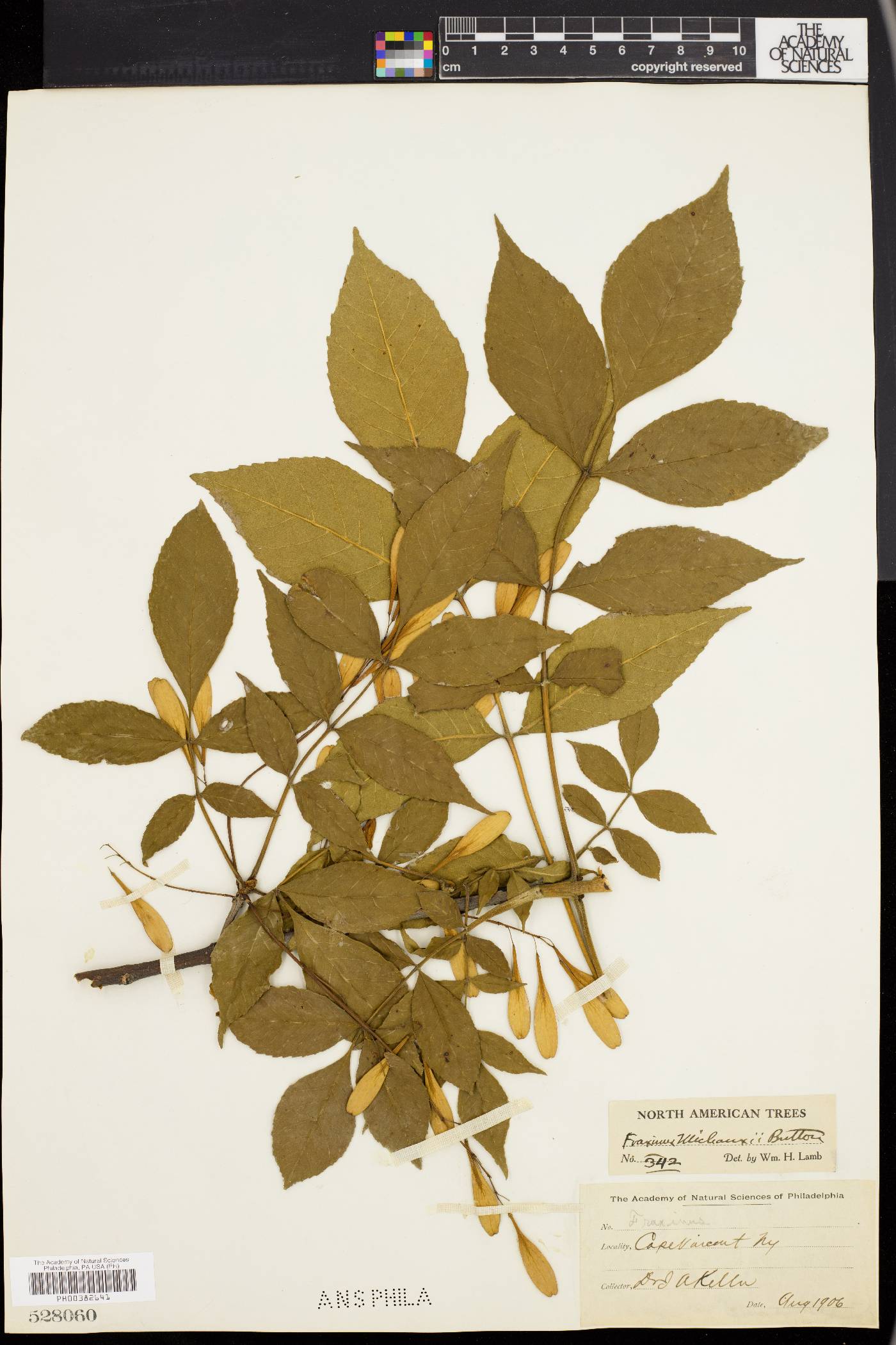 Fraxinus michauxii image