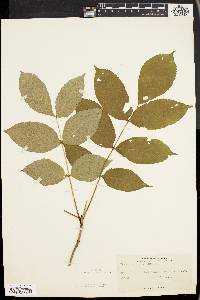 Fraxinus nigra image