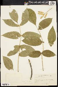 Fraxinus nigra image