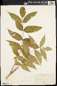 Fraxinus nigra image