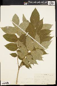 Fraxinus nigra image