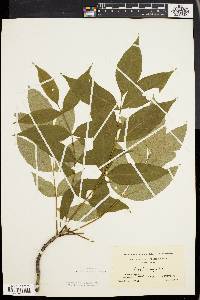 Fraxinus nigra image