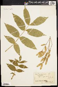 Fraxinus nigra image