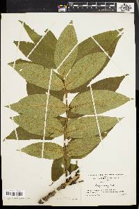 Fraxinus nigra image