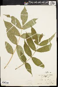 Fraxinus nigra image