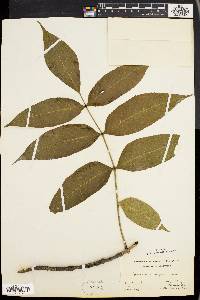 Fraxinus nigra image