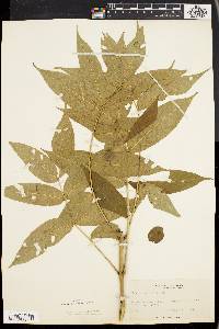 Fraxinus nigra image