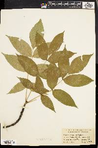 Fraxinus nigra image