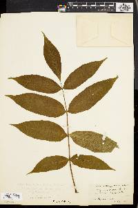 Fraxinus nigra image