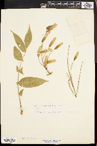 Fraxinus nigra image