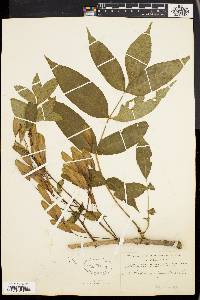 Fraxinus nigra image