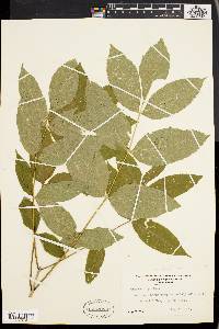 Fraxinus nigra image