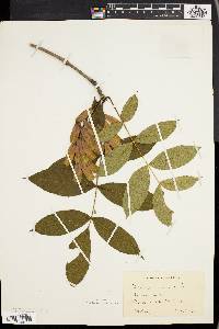 Fraxinus nigra image