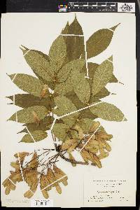 Fraxinus nigra image