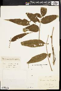 Fraxinus nigra image