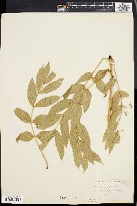 Fraxinus nigra image