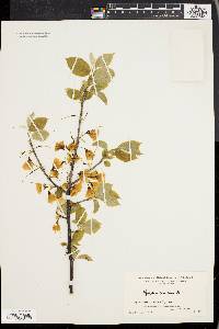 Halesia carolina image