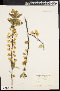 Halesia carolina image