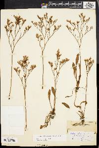 Limonium carolinianum image