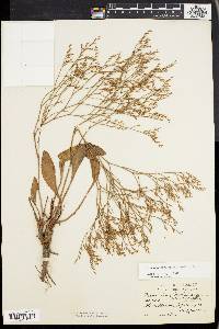 Limonium carolinianum image