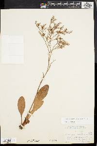 Limonium carolinianum image