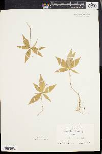 Trientalis borealis image