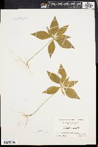 Trientalis borealis image