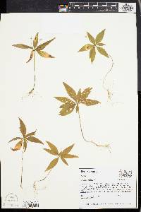 Trientalis borealis image