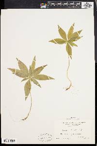 Trientalis borealis image