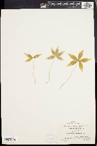 Trientalis borealis image