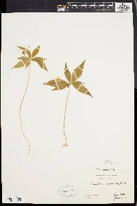 Trientalis borealis image