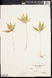 Trientalis borealis image