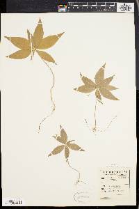 Trientalis borealis image