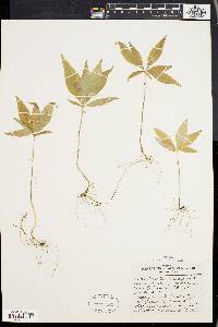 Trientalis borealis image