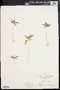 Trientalis borealis image