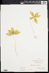 Trientalis borealis image