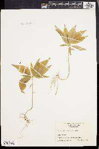 Trientalis borealis image