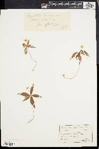 Trientalis borealis image