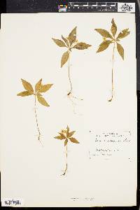 Trientalis borealis image