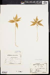 Trientalis borealis image