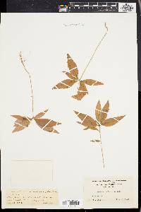 Trientalis borealis image