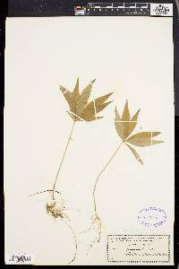 Trientalis borealis image