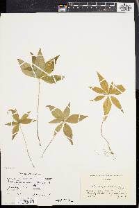 Trientalis borealis image