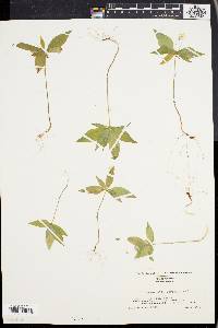 Trientalis borealis image