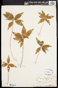 Trientalis borealis image