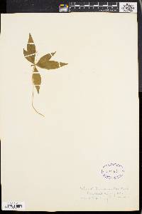 Trientalis borealis image