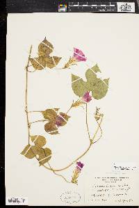 Ipomoea hederacea image