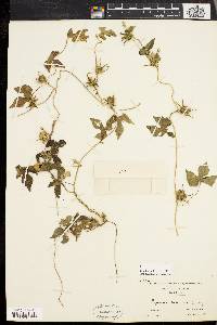 Ipomoea hederacea image