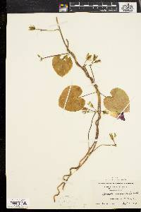 Ipomoea purpurea image